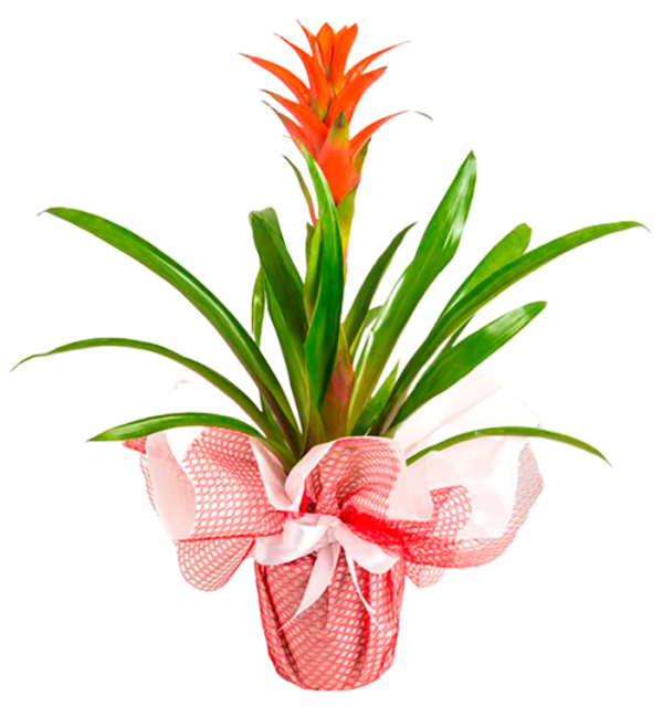 Guzmania Saksı Çiçeği (Jumbo Boy)