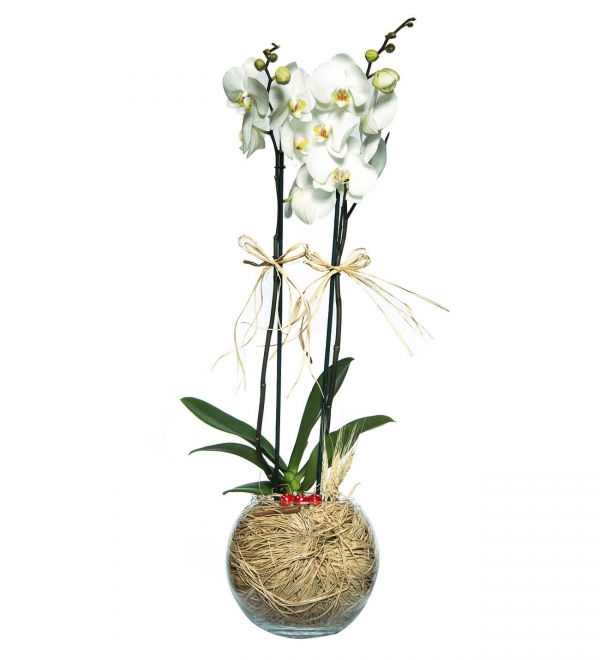 orkide camvazoda